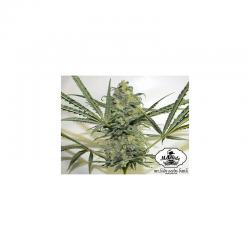 Mr. Hide Mr. Kritikal Mass Fem