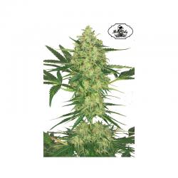 Mr. Hide Mr. Cheese Mass Fem