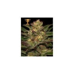 Mr. Hide Mr. Eiden Mass Fem