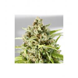 Mr. Hide Mr. Mother Earth Fem