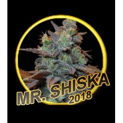 Mr. Hide Mr. Shiska Fem