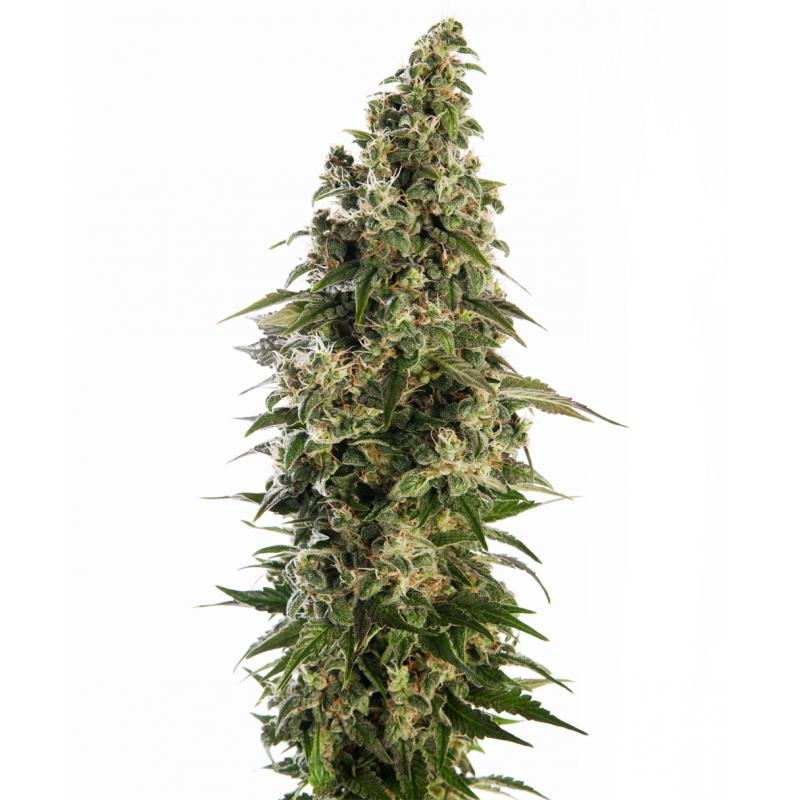 Sensi Seeds Afghani #1 Auto - Imagen 1