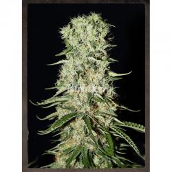 Strain Hunters Damnesia Auto