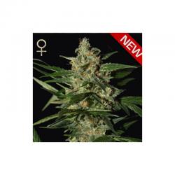 Strain Hunters Skunk Auto