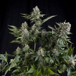 Pyramid Seeds White Widow