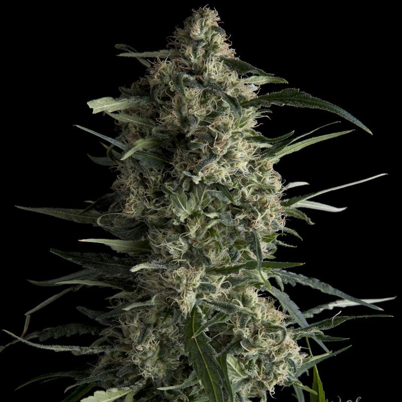 Pyramid Seeds Galaxy - Imagen 1