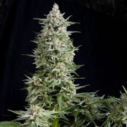 Pyramid Seeds Amnesia Gold