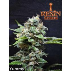 Resin Seeds Yummy 10Und Fem.