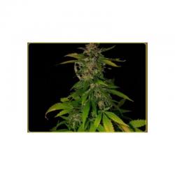 Soma Seeds Kilimanjaro Reg. 10 Und - Imagen 1