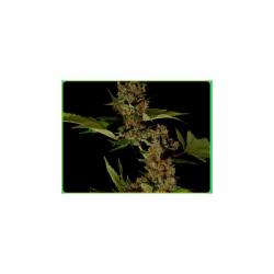 Soma Seeds G13 Haze Free Tibet 10Und Reg. - Imagen 1