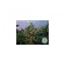 Soma Seeds G13 Haze White Light 10Und Reg. - Imagen 1