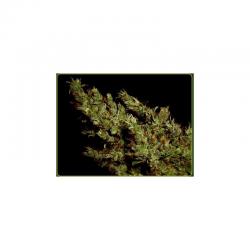 Soma Seeds G13 Haze Heaven 10Und Reg. - Imagen 1