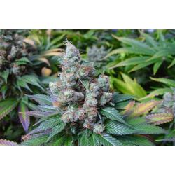 Soma Seeds Somari 5Und Reg. - Imagen 1