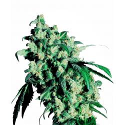 Sensi Seeds Super Skunk Fem.