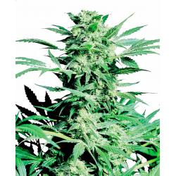 Sensi Seeds Shiva Skunk Fem