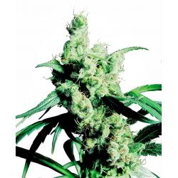 Sensi Seeds Silver Haze 9 Fem
