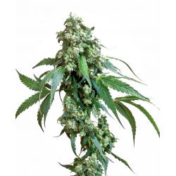Sensi Seeds Jack Flash 5 Fem