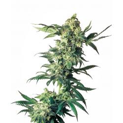 Sensi Seeds Northern Lights...