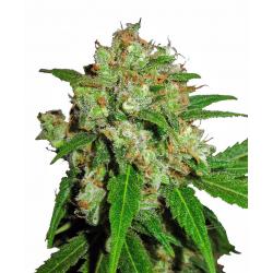 Sensi Seeds Sensi Skunk Fem