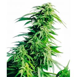 Sensi Seeds Hindu Kush Fem