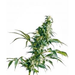 Sensi Seeds Mexican Sativa Fem