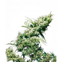 Sensi Seeds Jamaican Pearl Fem