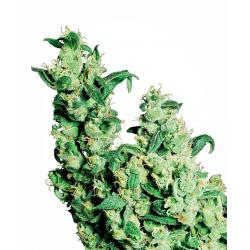 Sensi Seeds Jack Herer Fem.