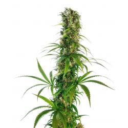 Sensi Seeds Michka Fem.