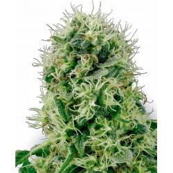 Sensi White Label Pure...