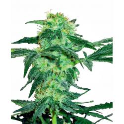 Sensi White Label White Ice...