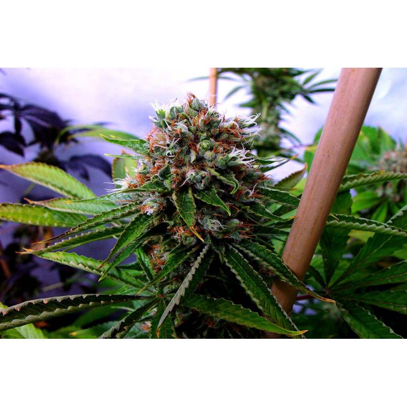 Soma Seeds Buddha Sister Fem. - Imagen 1