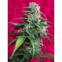 Elite Seeds Juanita La...