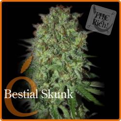 Elite Seeds Bestial Skunk 3Und Fem. - Imagen 1