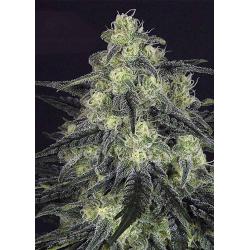 Ripper Seeds Black Valley Fem.