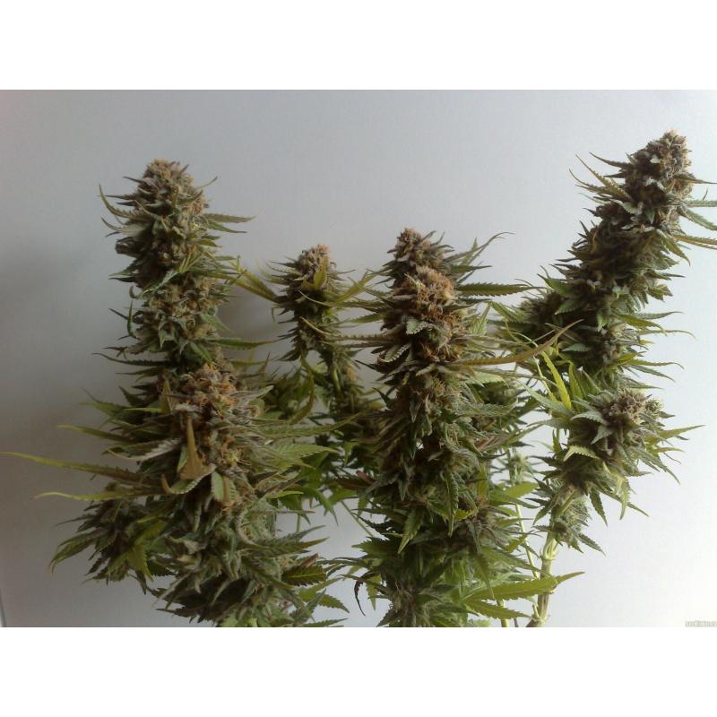 Ripper Seeds Criminal + Fem. - Imagen 1