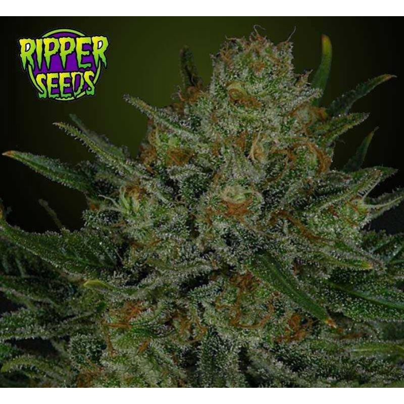 Ripper Seeds Double Glock Fem. - Imagen 1