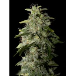 Ripper Seeds Old School Fem.