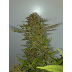 Ripper Seeds Ripper Haze Fem.