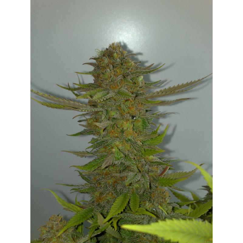 Ripper Seeds Ripper Haze Fem. - Imagen 1