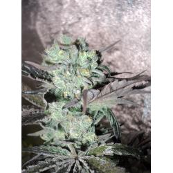 Ripper Seeds Washing...