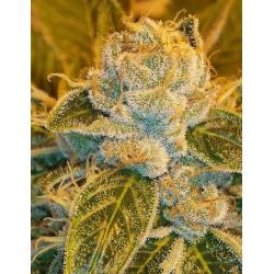 Ripper Seeds Sour Ripper Fem.