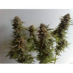 Ripper Seeds Acid Dough Fem.