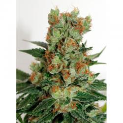 Ripper Seeds Fuel OG Fem.