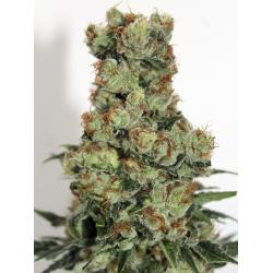 Ripper Seeds Sideral Fem.