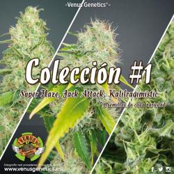 Venus Genetics Coleccion 1 - Imagen 1 2