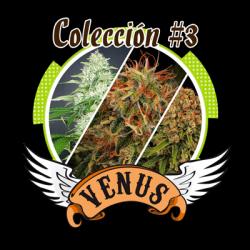 Venus Genetics Coleccion 3