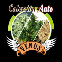 Venus Genetics Coleccion Auto - Imagen 1