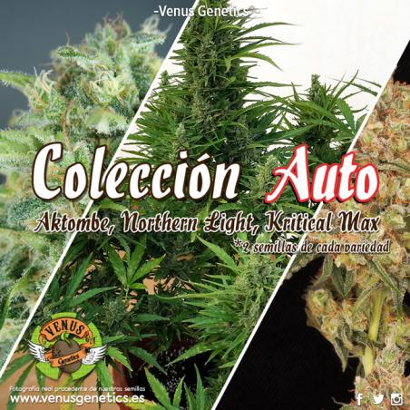 Venus Genetics Coleccion Auto - Imagen 2