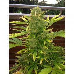 Venus Genetics Kritical Max... 2