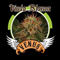 Venus Genetics Viuda Blanca...